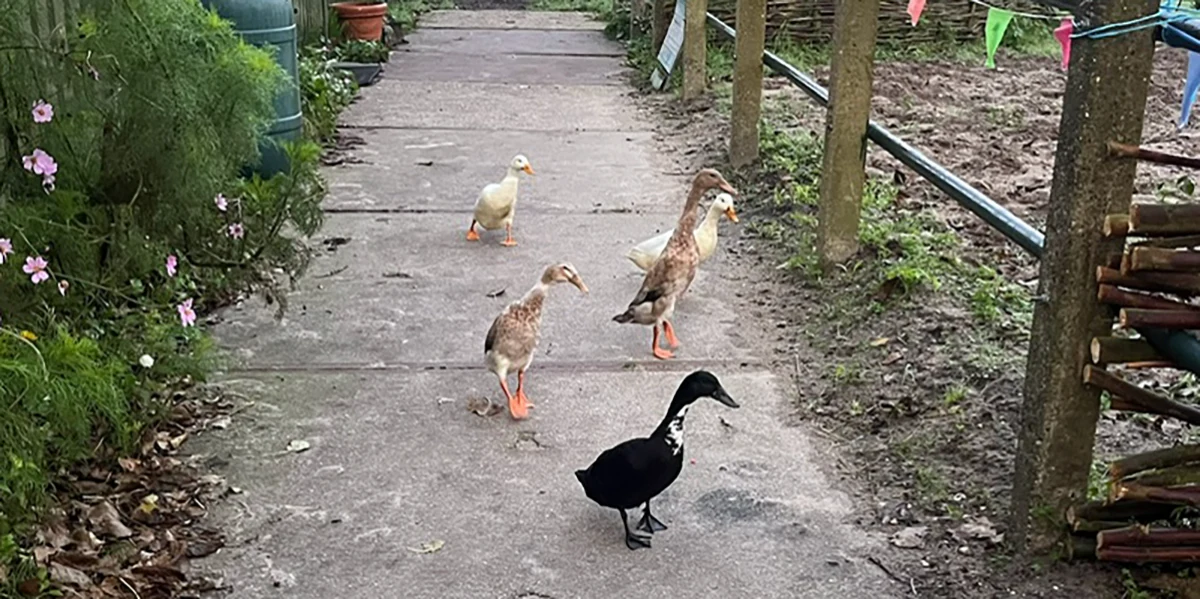 Paardenboxen en dieren